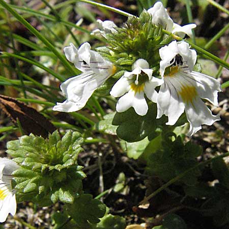 Euphrasia rostkoviana \ Gewhnlicher Augentrost / Common Eyebright, A Kärnten/Carinthia, Petzen 21.7.2007