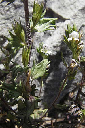 Euphrasia salisburgensis \ Salzburger Augentrost, A Kärnten, Petzen 21.7.2007