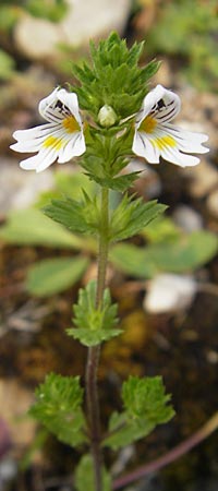 Euphrasia rostkoviana \ Gewhnlicher Augentrost / Common Eyebright, A Hahntennjoch 16.7.2010