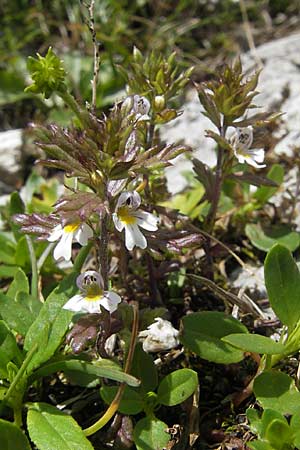 Euphrasia minima \ Zwerg-Augentrost / Dwarf Eyebright, A Dachstein 20.7.2010