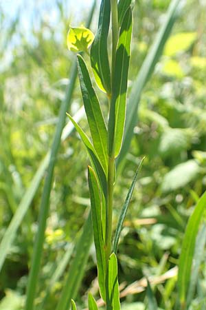 Euphorbia virgata \ Ruten-Wolfsmilch, Rutenfrmige Wolfsmilch, A Weikersdorf am Steinfeld 2.7.2020