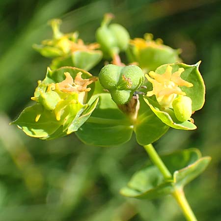 Euphorbia virgata \ Ruten-Wolfsmilch, Rutenfrmige Wolfsmilch, A Weikersdorf am Steinfeld 2.7.2020