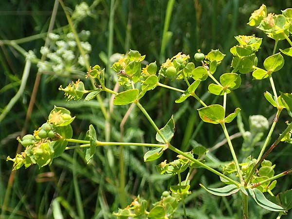 Euphorbia virgata \ Ruten-Wolfsmilch, Rutenfrmige Wolfsmilch, A Weikersdorf am Steinfeld 2.7.2020