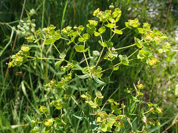 Euphorbia virgata \ Ruten-Wolfsmilch, Rutenfrmige Wolfsmilch / Leafy Spurge, A Weikersdorf am Steinfeld 2.7.2020