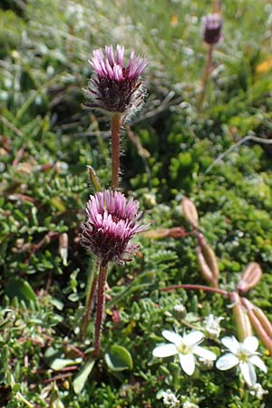 Erigeron uniflorus \ Einkpfiges Berufkraut / Oneflower Fleabane, A Wölzer Tauern, Hohenwart 29.7.2021