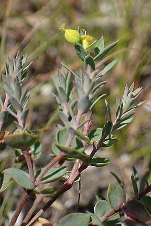 Euphorbia seguieriana \ Steppen-Wolfsmilch / Seguier's Spurge, A Hainburg 8.7.2023