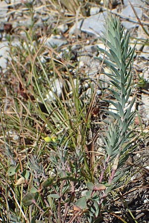 Euphorbia seguieriana \ Steppen-Wolfsmilch / Seguier's Spurge, A Hainburg 8.7.2023