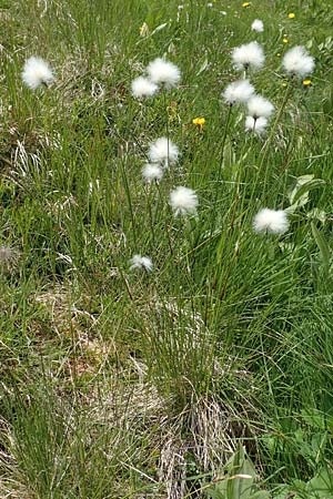 Eriophorum vaginatum \ Scheiden-Wollgras / Hare's-Tail Cotton Grass, A Osttirol, Porze 13.7.2019