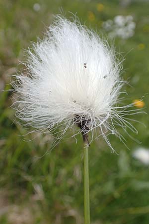 Eriophorum vaginatum \ Scheiden-Wollgras / Hare's-Tail Cotton Grass, A Osttirol, Porze 13.7.2019