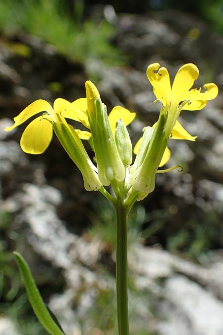 Erysimum virgatum / Hawkweed-Leaved Treacle Mustard, A Weichtal-Klamm 1.7.2020