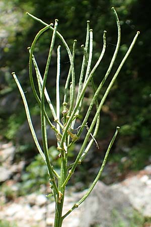 Erysimum virgatum \ Steifer Schterich / Hawkweed-Leaved Treacle Mustard, A Weichtal-Klamm 1.7.2020