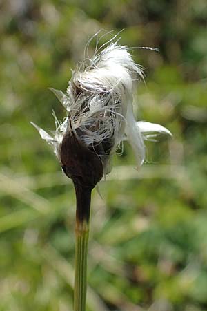 Eriophorum vaginatum \ Scheiden-Wollgras / Hare's-Tail Cotton Grass, A Niedere Tauern, Sölk-Pass 26.7.2021