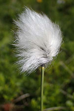 Eriophorum vaginatum \ Scheiden-Wollgras / Hare's-Tail Cotton Grass, A Niedere Tauern, Sölk-Pass 26.7.2021