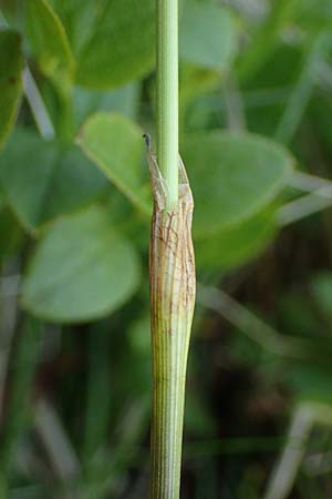 Eriophorum vaginatum \ Scheiden-Wollgras / Hare's-Tail Cotton Grass, A Niedere Tauern, Sölk-Pass 26.7.2021