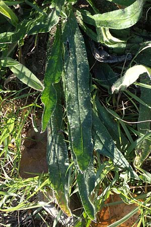 Echium vulgare \ Gemeiner Natternkopf / Viper's Bugloss, A Seewinkel, Podersdorf 22.9.2022