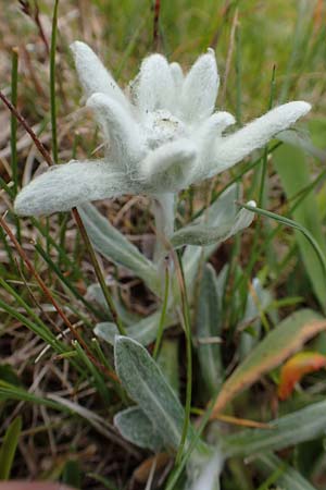 Leontopodium alpinum / Edelweiss, A Rax 28.6.2020