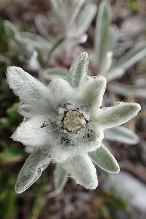 Leontopodium alpinum \ Edelwei / Edelweiss, A Rax 28.6.2020