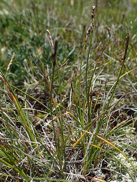 Carex myosuroides \ Nacktried, hren-Schuppenried, A Wölzer Tauern, Kleiner Zinken 24.7.2021