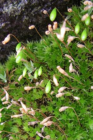 Pohlia nutans \ Nickendes Pohlmoos / Pohlia Moss, A Malta - Tal / Valley 7.6.2008