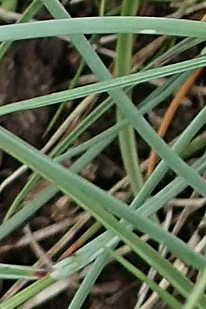 Festuca picturata ? \ Gescheckter Schwingel / East-Alpine Violet Fescue, A Wölzer Tauern, Kleiner Zinken 26.6.2021