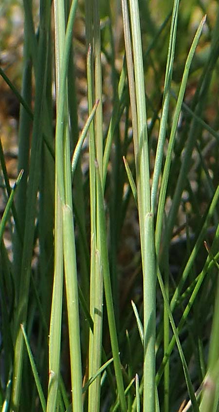 Festuca ovina agg. \ Schaf-Schwingel / Sheep Fescue, A Seewinkel, Illmitz 9.5.2022