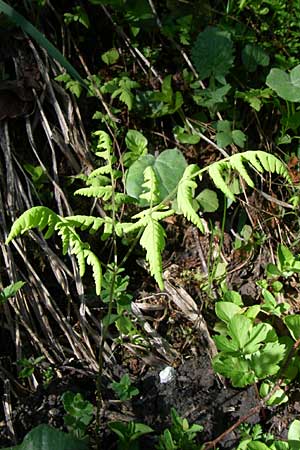 Dryopteris villarii \ Starrer Wurmfarn / Rigid Buckler Fern, A Menauer Alm 31.5.2008