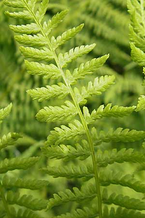 Athyrium filix-femina \ Frauenfarn, A Malta - Tal 19.7.2010