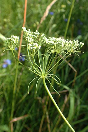 Falcaria vulgaris \ Sicheldolde, A Weikersdorf am Steinfeld 2.7.2020