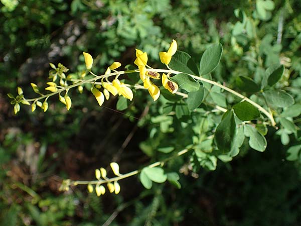 Cytisus nigricans \ Schwarzwerdender Geiklee / Black Broom, A Kraubath (Mur) 27.6.2021