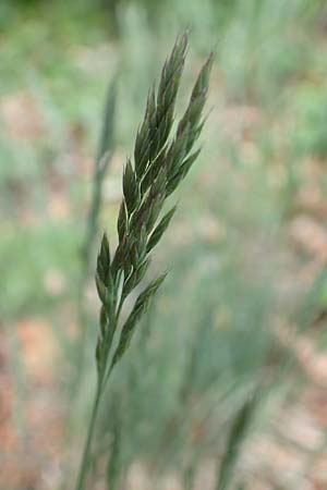 Festuca guestphalica \ Harter Schwingel / Westphalian Fescue, A Kärnten/Carinthia, St. Paul im Lavanttal 16.5.2016