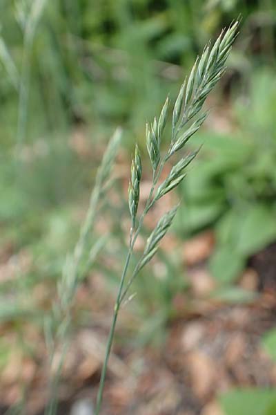 Festuca guestphalica \ Harter Schwingel / Westphalian Fescue, A Kärnten/Carinthia, St. Paul im Lavanttal 16.5.2016