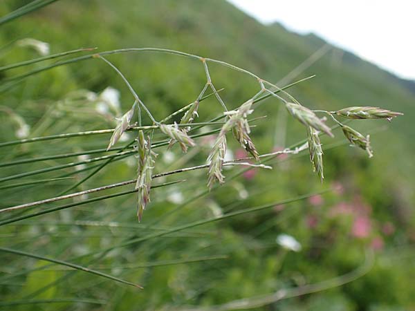 Festuca norica \ Norischer Schwingel / Noric Fescue, A Pusterwald, Eiskar 1.7.2019