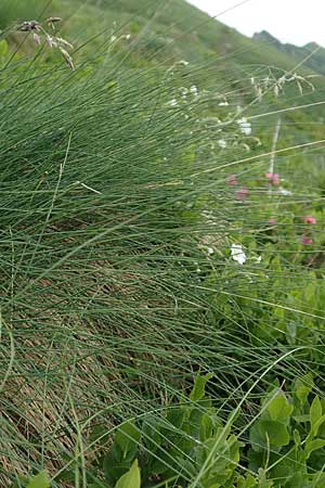 Festuca norica \ Norischer Schwingel / Noric Fescue, A Pusterwald, Eiskar 1.7.2019