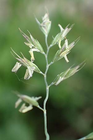 Festuca alpina ? \ Alpen-Schwingel, A Trenchtling 3.7.2019