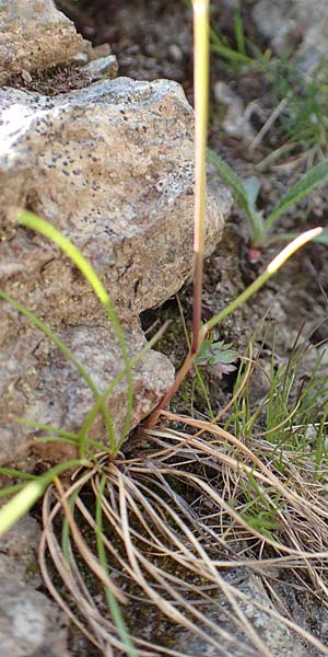 Helictotrichon versicolor \ Bunter Wiesenhafer / Oat Grass, A Nockberge, Klomnock 10.7.2019