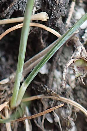 Festuca rupicaprina ? \ Gemsen-Schwingel, A Osttirol, Porze 13.7.2019