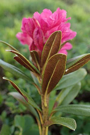 Rhododendron ferrugineum \ Rostblättrige Alpenrose / Alpenrose, A Wölzer Tauern, Kleiner Zinken 26.6.2021