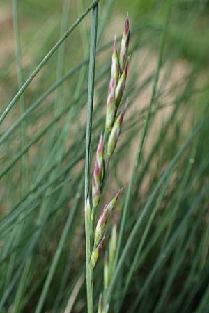 Festuca varia \ Gewhnlicher Bunt-Schwingel / Spiky Fescue, A Niedere Tauern, Sölk-Pass 2.7.2021