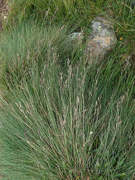 Festuca varia \ Gewhnlicher Bunt-Schwingel / Spiky Fescue, A Niedere Tauern, Sölk-Pass 26.7.2021