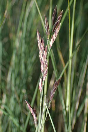 Festuca varia \ Gewhnlicher Bunt-Schwingel / Spiky Fescue, A Niedere Tauern, Sölk-Pass 26.7.2021