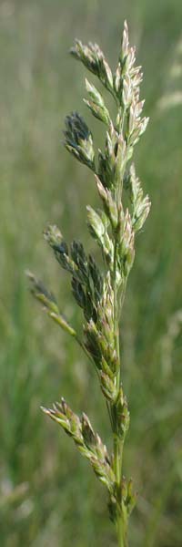 Poa pratensis \ Wiesen-Rispengras, Wiesenrispe / Smooth Meadow Grass, Kentucky Blue Grass, A Seewinkel, Illmitz 9.5.2022