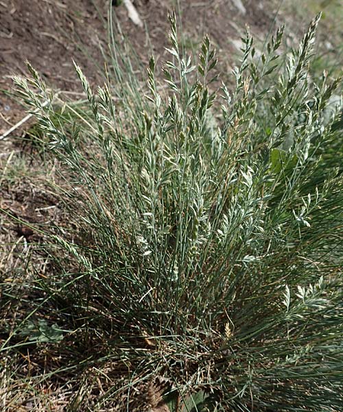 Festuca valesiaca ? \ Walliser Schwingel / Valais Fescue, A Hainburg 14.5.2022