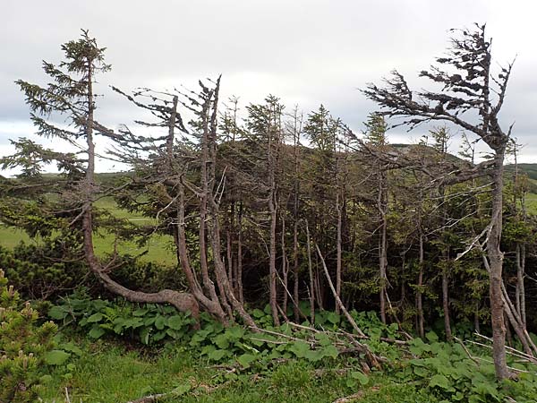 Picea abies \ Fichte, Rottanne, A Schneealpe 30.6.2020