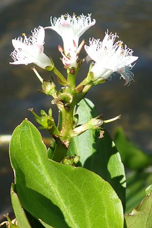 Menyanthes trifoliata \ Fieberklee / Bogbean, A Tauplitz-Alm 5.7.2020