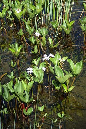 Menyanthes trifoliata \ Fieberklee, A Tauplitz-Alm 5.7.2020