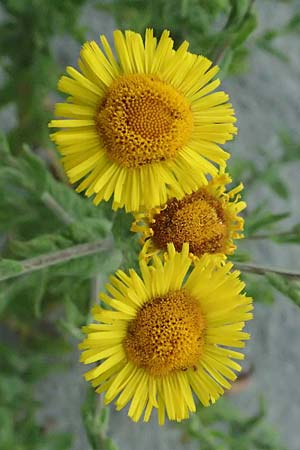 Pulicaria dysenterica \ Groes Flohkraut / Common Fleabane, A St. Andrä 12.7.2023