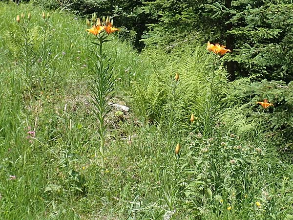 Lilium bulbiferum subsp. bulbiferum \ Brutknllchentragende Feuerlilie / Orange Lily, A Pusterwald 1.7.2019