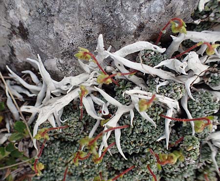 Thamnolia vermicularis \ Wurm-Flechte, Totengebein-Flechte / Whiteworm Lichen, A Trenchtling 3.7.2019