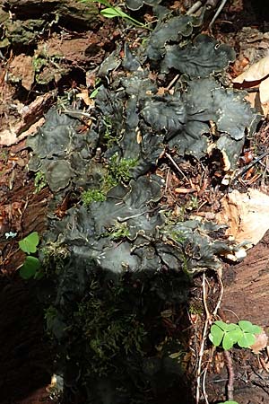 Peltigera spec2 ? \ Hundsflechte, A Weichtal-Klamm 1.7.2020