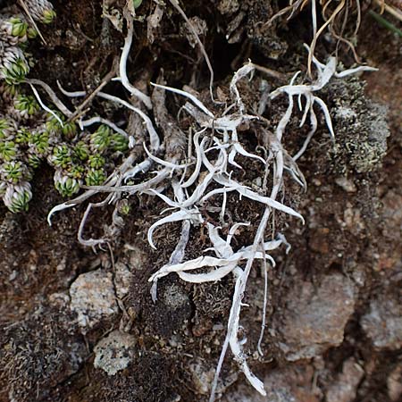 Thamnolia vermicularis \ Wurm-Flechte, Totengebein-Flechte, A Seetaler Alpen, Zirbitzkogel 28.6.2021